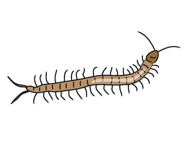 Centipede Clipart | Free Download Clip Art | Free Clip Art | on ...