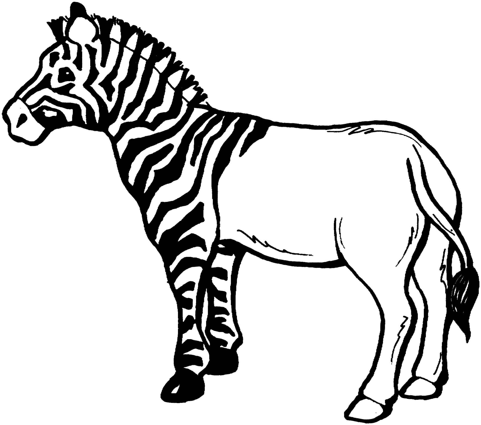Zebra Line Drawing Clipart - Free to use Clip Art Resource
