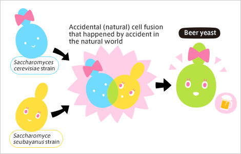 World first! Suntory maps the genome of beer yeast | Suntory ...