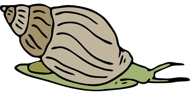 Clipart Snail - Tumundografico
