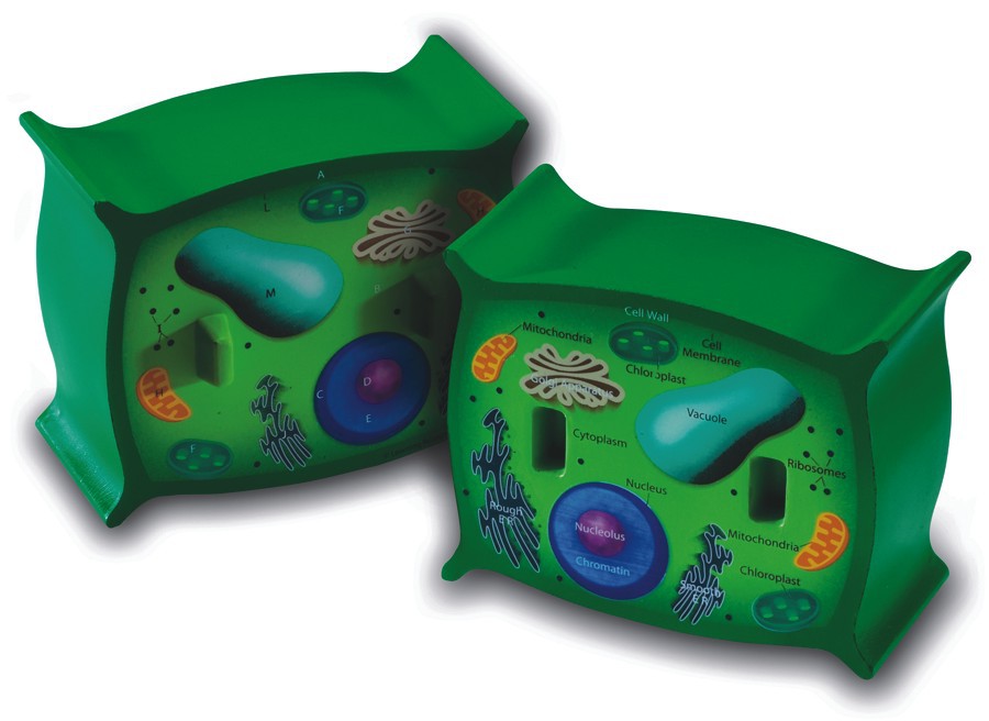 Plant Cell Model - Labeled & Unlabeled Halves