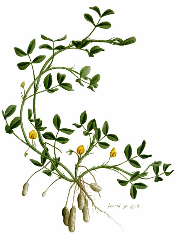 Botany Pictures | Free Download Clip Art | Free Clip Art | on ...