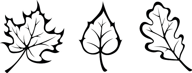 Autumn leaf clipart black and white