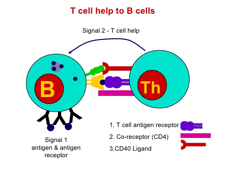 B Cell Development