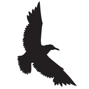 Silhouette Seagull | Free stock photos - Rgbstock -Free stock ...