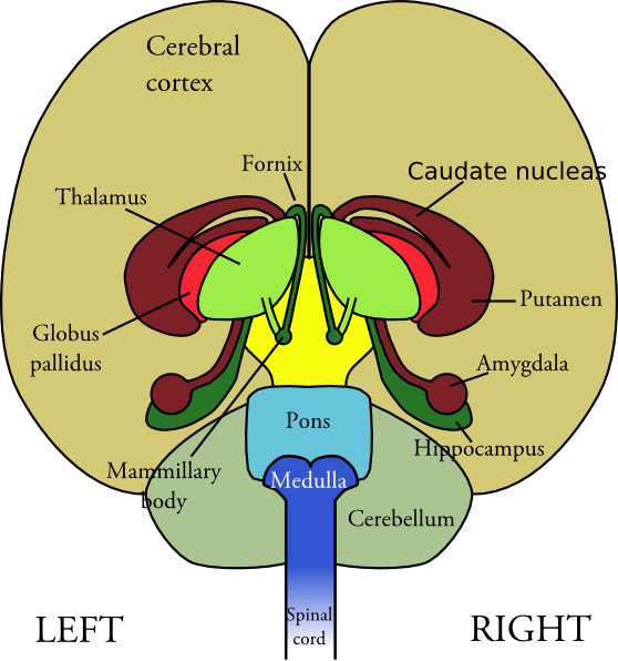 Brain clip art - vector clip art online, royalty free & public domain
