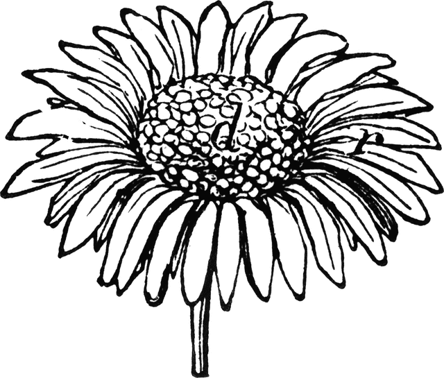 Daisy Drawing