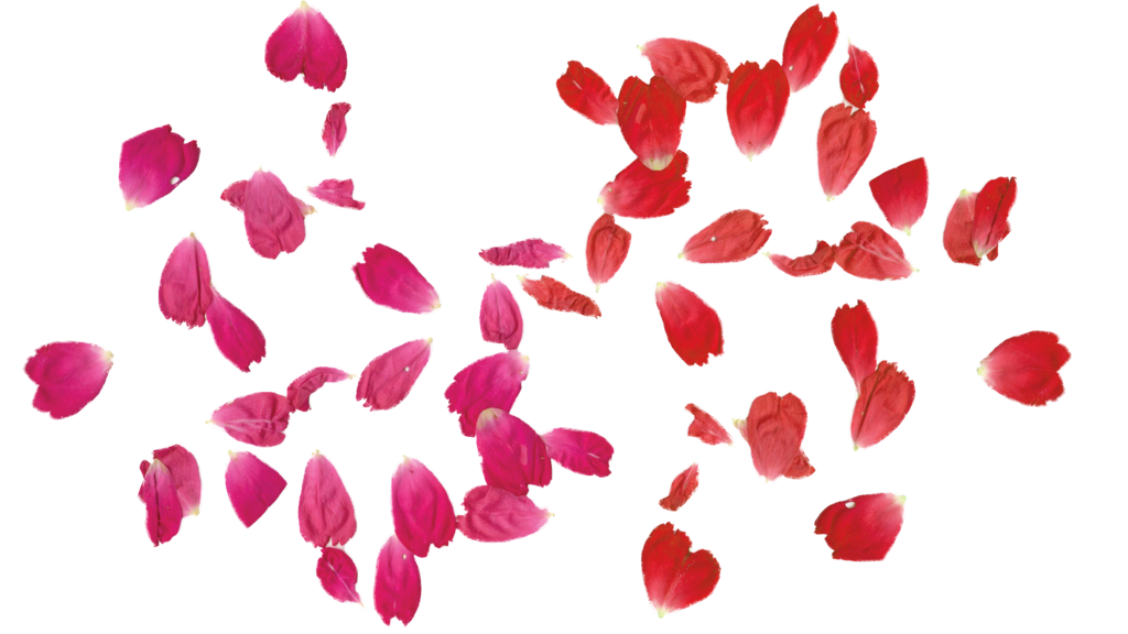 DeviantArt: More Like FALLING Rose leaves PNG transparent free by ...