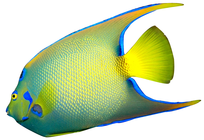Free clip art angel fish