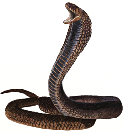 How to Draw a King Cobra Snake - Draw Step by Step