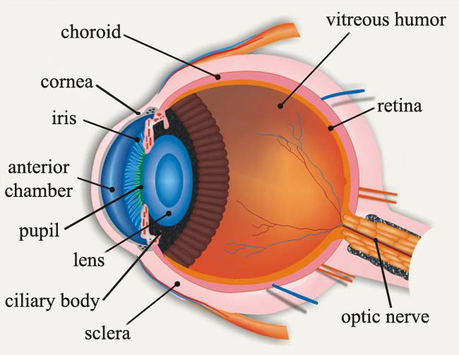 Cow Eye Diagram