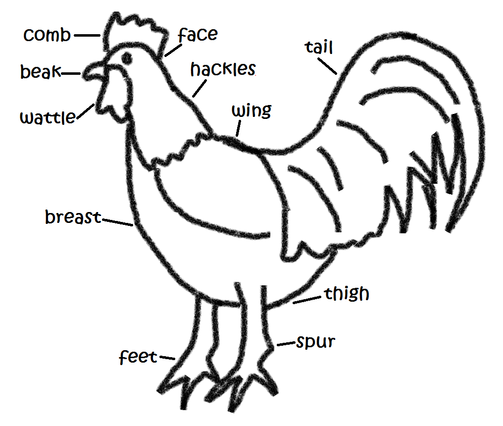 Hen транскрипция. Hen курица Hen Part. Анатомия петуха. Chicken body Parts. Parts of Hen.
