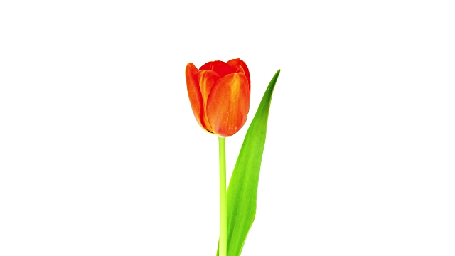Single Tulip Time Lapse Stock Footage Video | Getty Images