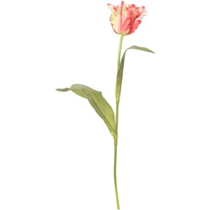 Linea white parrot tulip single stem - Polyvore