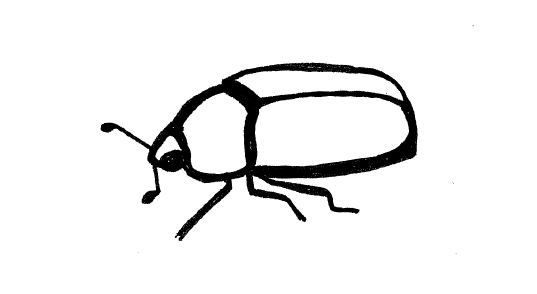 Simple insect and flower line drawings | standingoutinmyfield