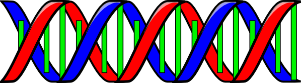 Double Helix clip art Free Vector / 4Vector