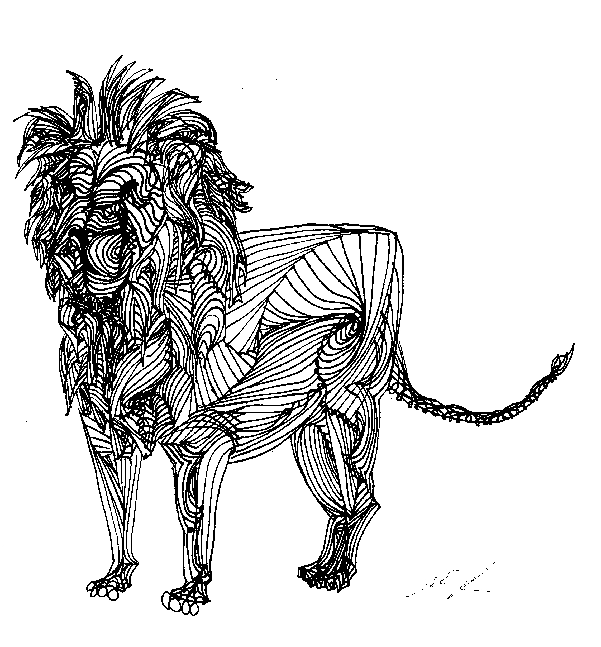 Lion Line Drawing