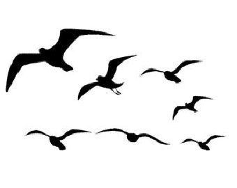 Seagull Stencil