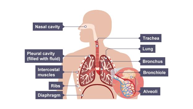 Alveoli Diagram Bitesize & Alveoli Diagram Bitesize & Bbc Gcse ...