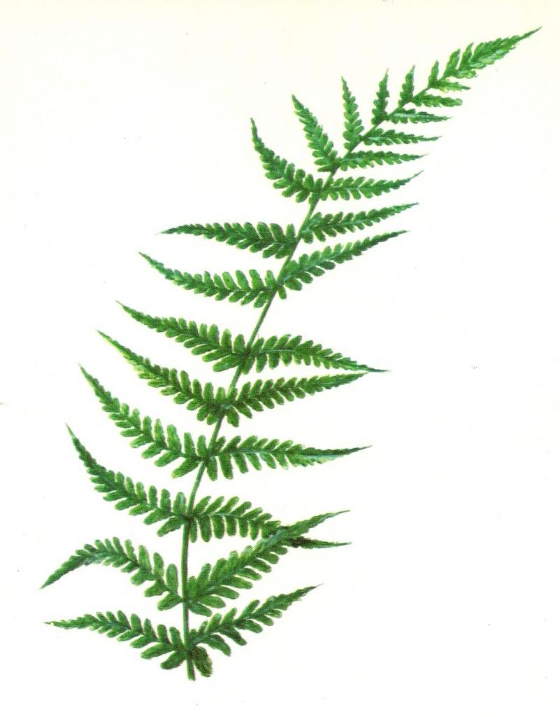 Fern Clipart