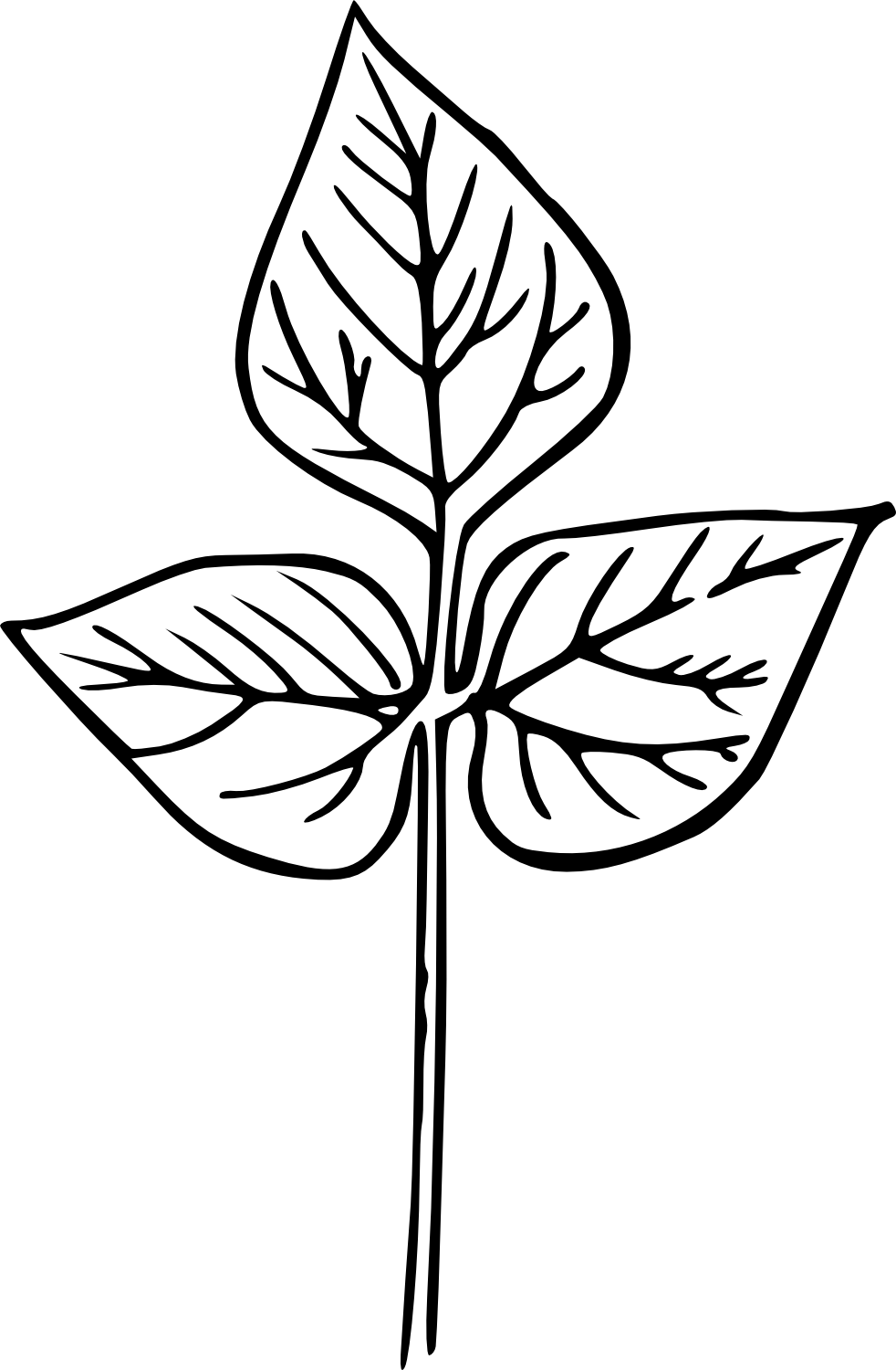 Hand Drawn Leaf PNG Image Transparent | OnlyGFX.com