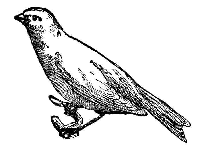 Two Birds Clipart Etc Pictures