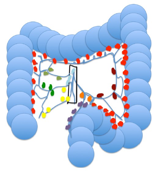 Intestine Diagram - ClipArt Best