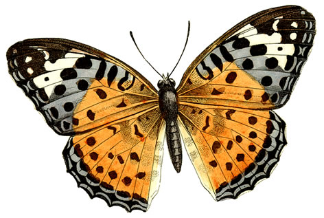 Butterfly Clipart - Images, Illustrations, Photos