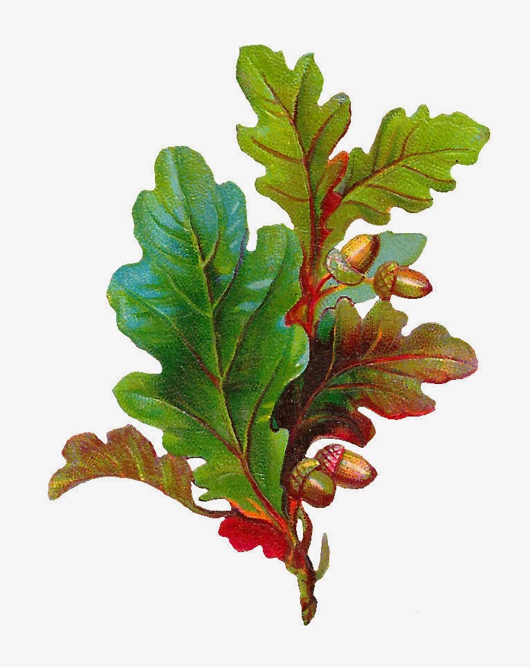 Best Photos of Oak Leaves Acorns Clip Art - Oak Leaves Clip Art ...