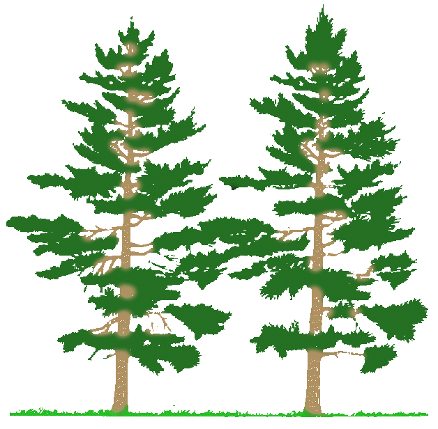 PARTS OF PLANT :: TREE :: BRANCHES :: KINDERGARTEN WORKSHEET GUIDE ...