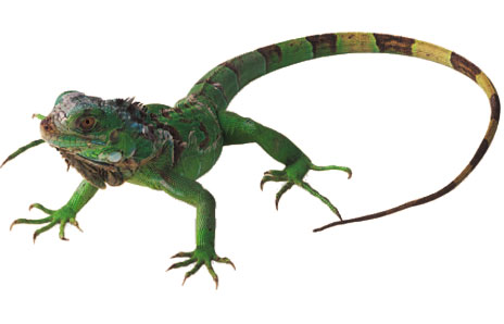 Iguana - Free Clip Art - DK Books