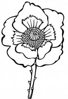 Poppy Flower Drawing
