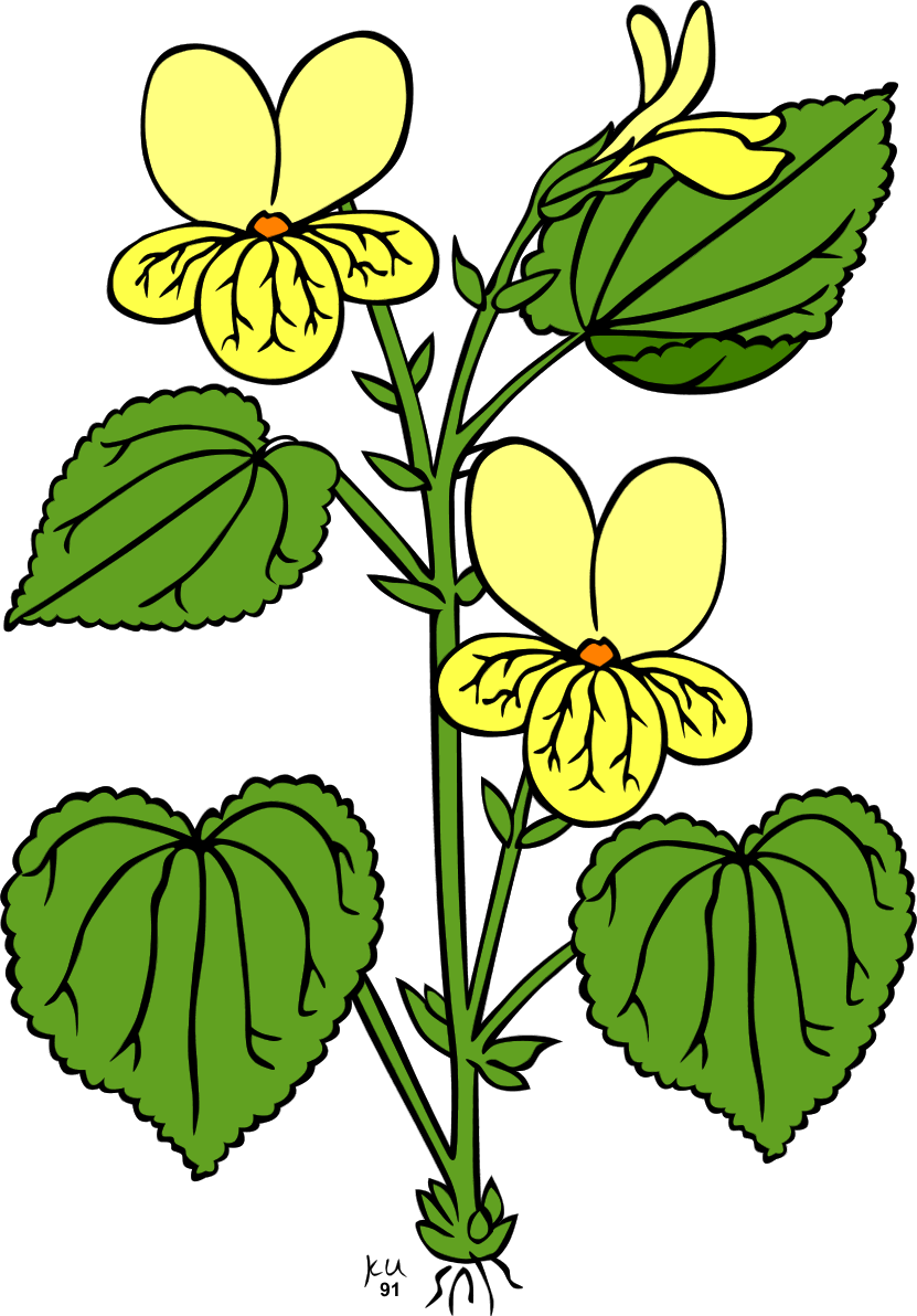 Ku Viola Glabella Flowers 2011 Clip Art SVG openclipart.org ...