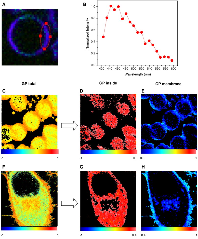 Lipid packing determines protein–membrane interactions: Challenges ...