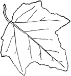 Trees: Q-S | ClipArt ETC