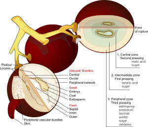 Wine Grape Diagram En clip art - vector clip art online, royalty ...