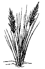 drawings of grass Colouring Pages