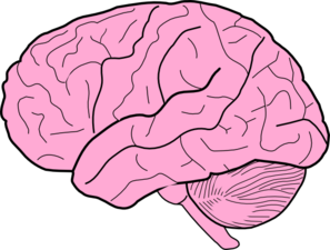 Free Brain Clipart Images - ClipArt Best