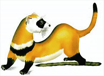 Free Ferrets Clipart - Free Clipart Graphics, Images and Photos ...