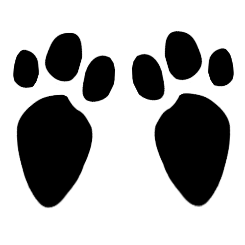 Collection Easter Bunny Tracks Pictures - Jefney