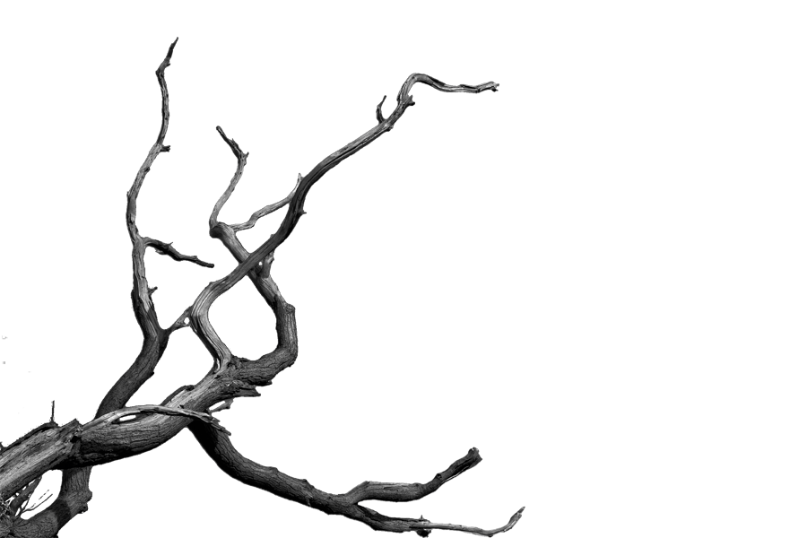 Dead Tree Cartoon | Free Download Clip Art | Free Clip Art | on ...