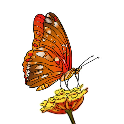 Butterfly Pictures: The LARGEST Free Butterfly Picture Website!