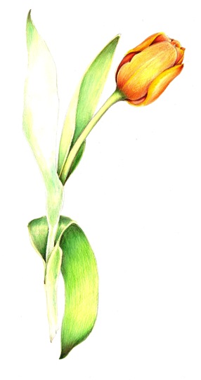 Tulip, Drawings and Botanical drawings - ClipArt Best - ClipArt Best