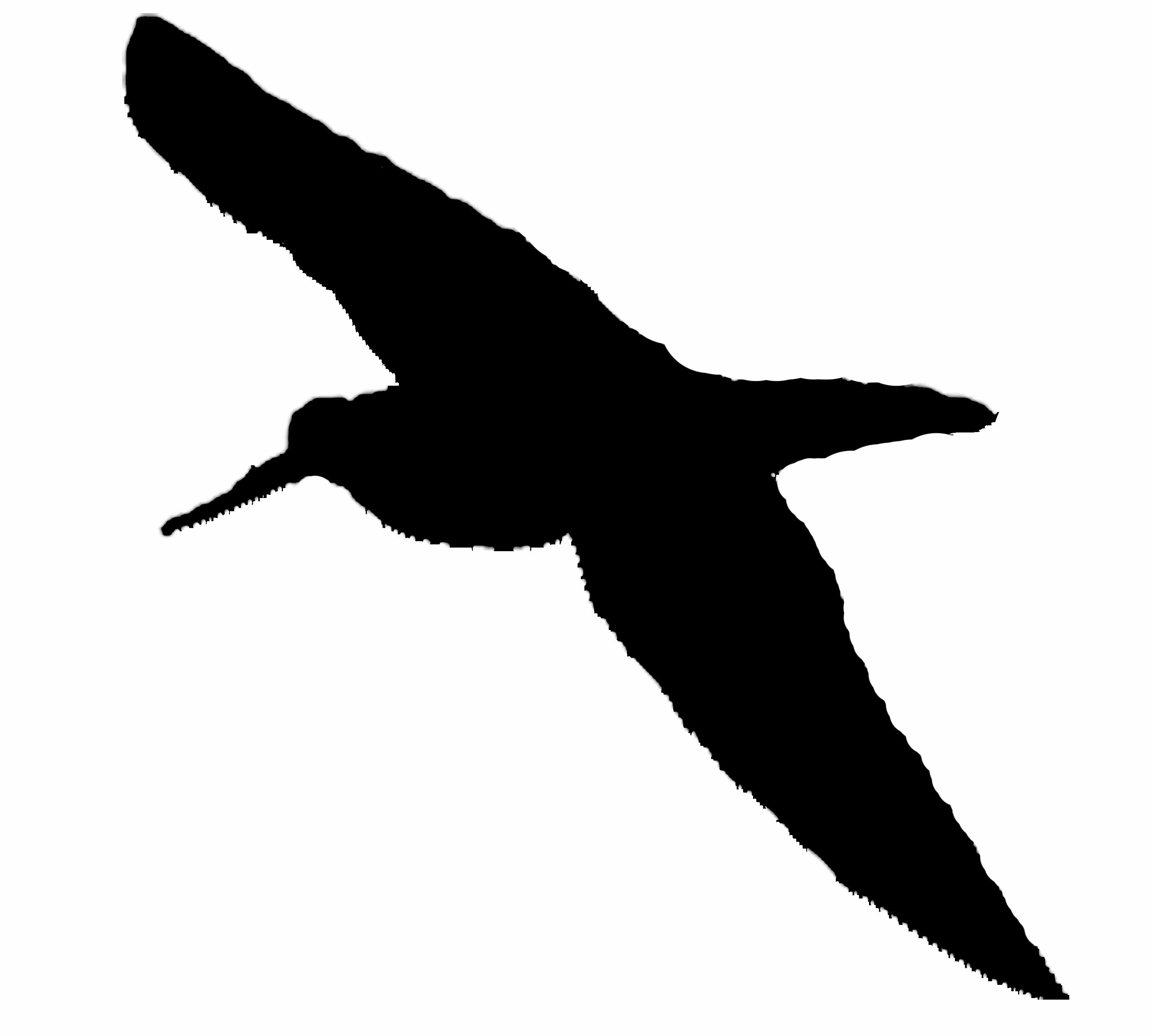 Bird Silhouette Png - ClipArt Best