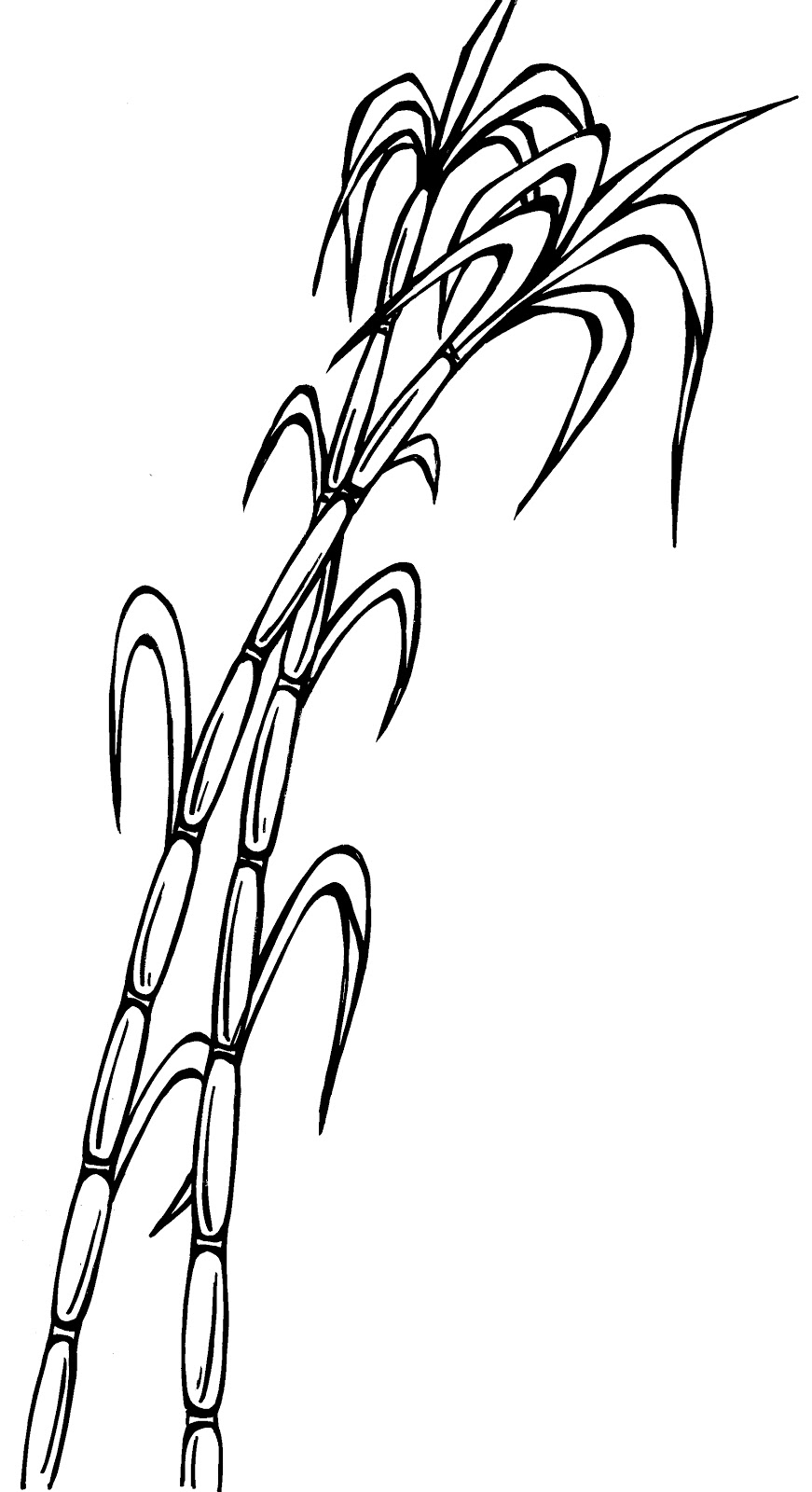 à¤¨à¤µà¤¾à¤¬à¤¿à¤¹à¤¾à¤¨: Flora