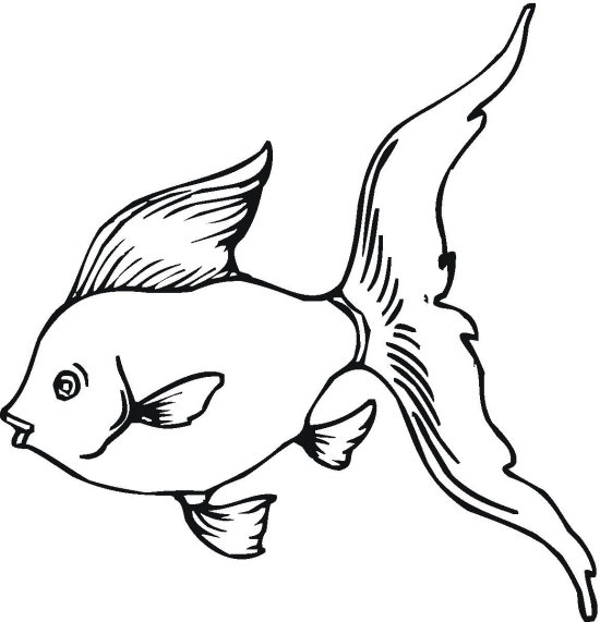 Golden Fish Coloring Pages