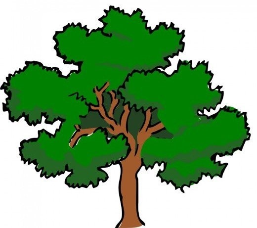 Cedar tree clipart