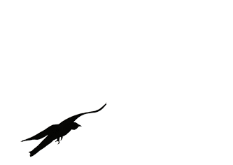 Flying bird - Free animation (animated gif)