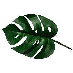 Jungles and Leaves