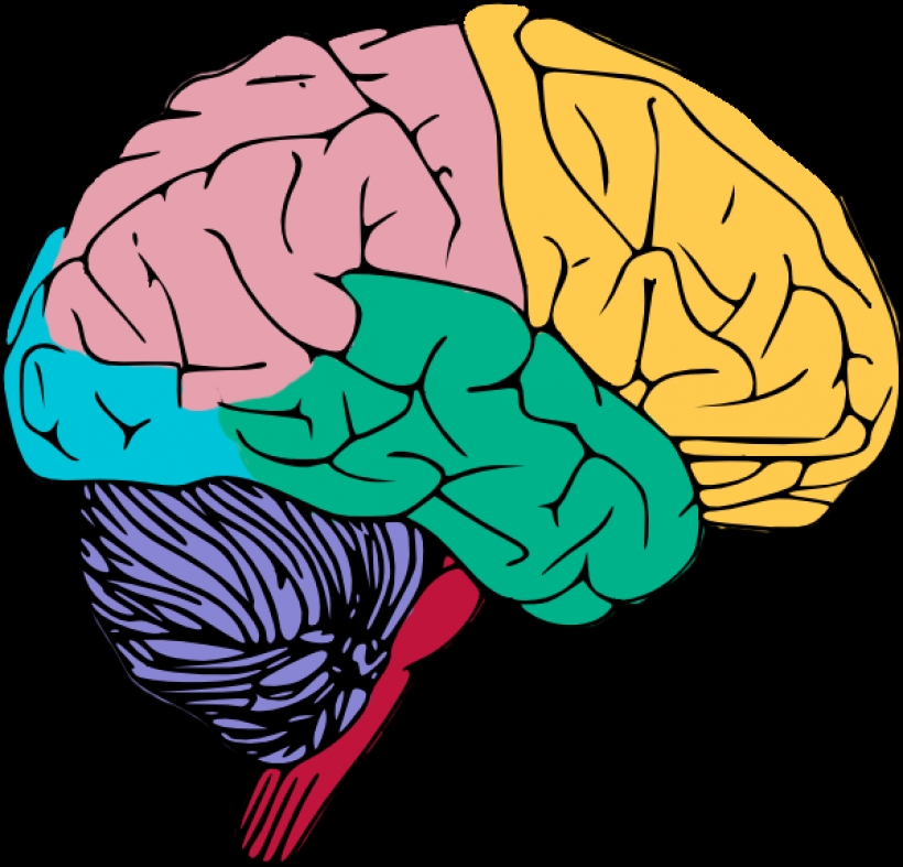 clipart of brain clipart of brain free to use amp public domain ...